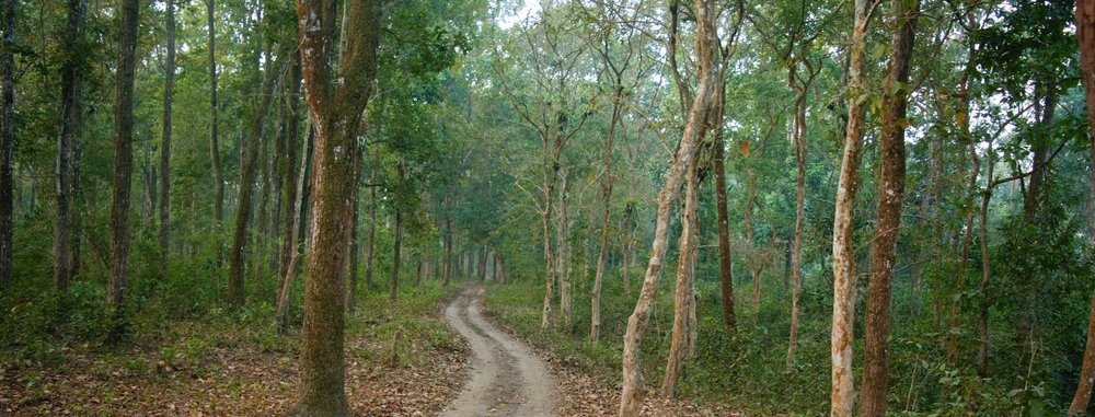 Serrene Jungles of Dooars