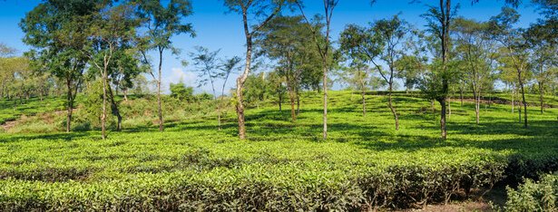 Tea Gardens of Dooars